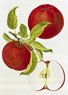 Pome: Apple