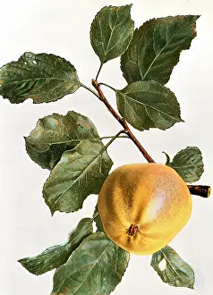 Pome: Apple