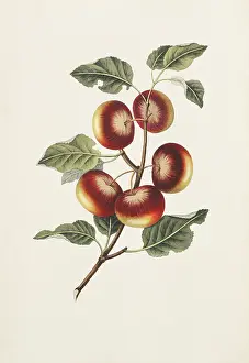 Communis: Malus communis, apple tree