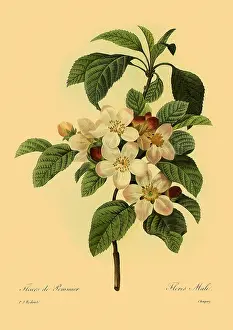 Fleurs: Malus domestica