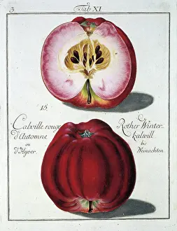 Malus sp. apple