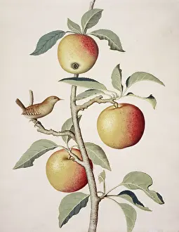 Wren: Malus sp. apple tree and wren