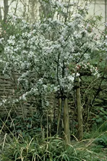 Sprig: Malus sylvestris, crab apple