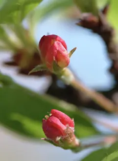 Sprig: Malus sylvestris, crab apple