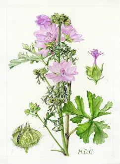 Nearly: Malva moschata - musk mallow