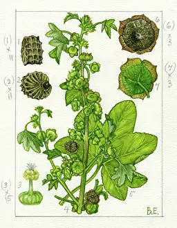 Seem: Malva parviflora - Cheeseweed