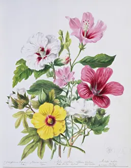 Twining: Malva sp. mallow plants