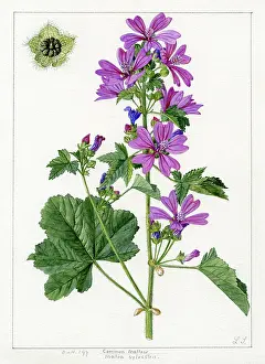 Snelling: Malva sylvestris - common mallow