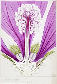 Althea: Malva sylvestris, mallow