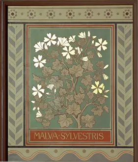 Malvidae: Malva sylvestris, mallow