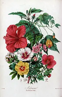 Mallow: Malvaceae - Mallow