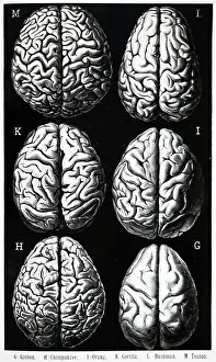 Brains: Mamalian brains