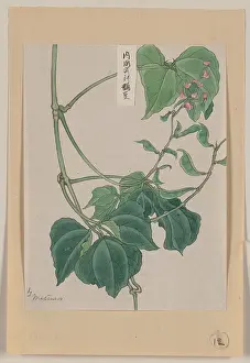 Mame: Mame - pea or bean plant showing vine, leaves, pods, and blo
