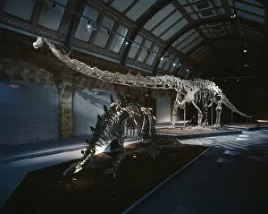 Longest: Mamenchisaurus