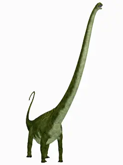 Mamenchisaurus: Mamenchisaurus dinosaur