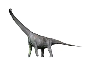 Diplodocid: Mamenchisaurus dinosaur