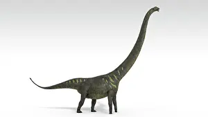 Mamenchisaurus: Mamenchisaurus dinosaur, white background