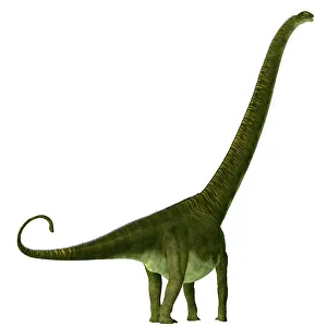 Titanosaur: Mamenchisaurus hochuanensis dinosaur