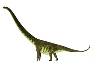 Titanosaur: Mamenchisaurus hochuanensis dinosaur, side profile
