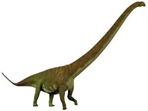 Mamenchisaurus: Mamenchisaurus, a plant-eating sauropod dinosaur