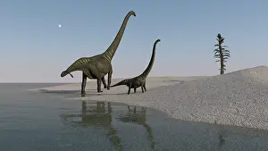 Mamenchisaurus: Two Mamenchisaurus roaming along the shoreline
