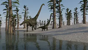 Mamenchisaurus: Two Mamenchisaurus roaming along the shoreline