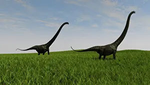 Mamenchisaurus: Two Mamenchisaurus walking across a grassy field