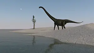 Diplodocid: Mamenchisaurus walking along the shoreline