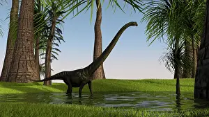 Mamenchisaurus: Mamenchisaurus walking through swampy water