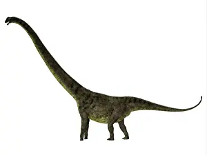 Titanosaur: Mamenchisaurus youngi dinosaur, side profile