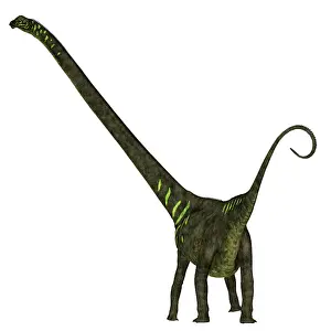 Titanosaur: Mamenchisaurus youngi dinosaur on white background