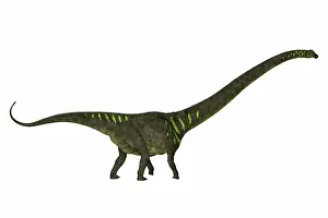 Diplodocid: Mamenchisaurus youngi, side profile on white background
