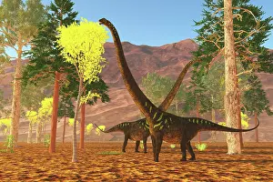 Limbs: Mamenchisaurus youngi sauropod dinosaurs munching