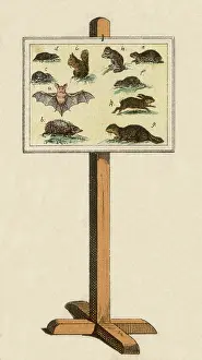 Ursa: Mammal Chart