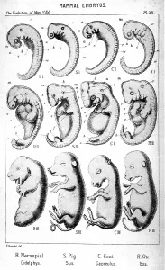 Haeckel: Mammal embryos. From Ernst Haeckel The Evolution