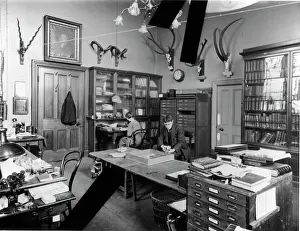 Alister: Mammal Study, Natural History Museum, 1924