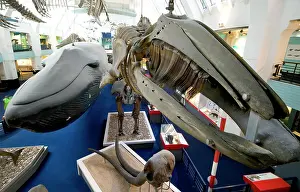 Musculus: Mammal and Whale Gallery