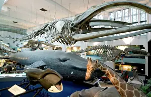 Musculus: Mammal and Whale Gallery
