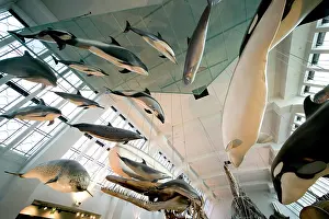 Odontoceti: Mammal and Whale Gallery