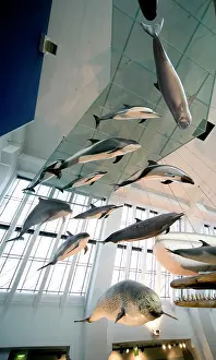 Odontoceti: Mammal and Whale Gallery