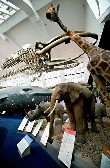 Musculus: Mammal and Whale Gallery
