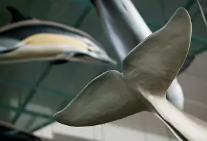 Odontoceti: Mammal and Whale Gallery