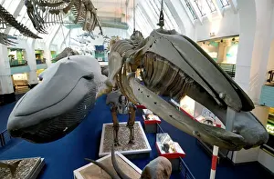 Musculus: Mammal and Whale Gallery