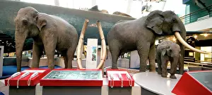 Proboscidean: Mammal and Whale Gallery