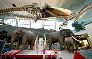 Sperm: Mammal and Whale Gallery