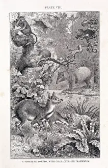 Russel: Mammalia (class), mammals