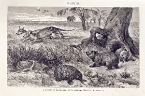 Tasmania: Mammalia (class), mammals
