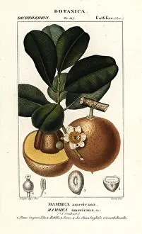 Scienze: Mammee apple, Mammea americana