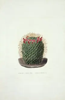 Cacti: Mammillaria dolichocentra, cactus