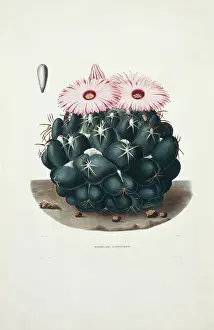 Cactaceae: Mammillaria elephantidens, elephant's tooth